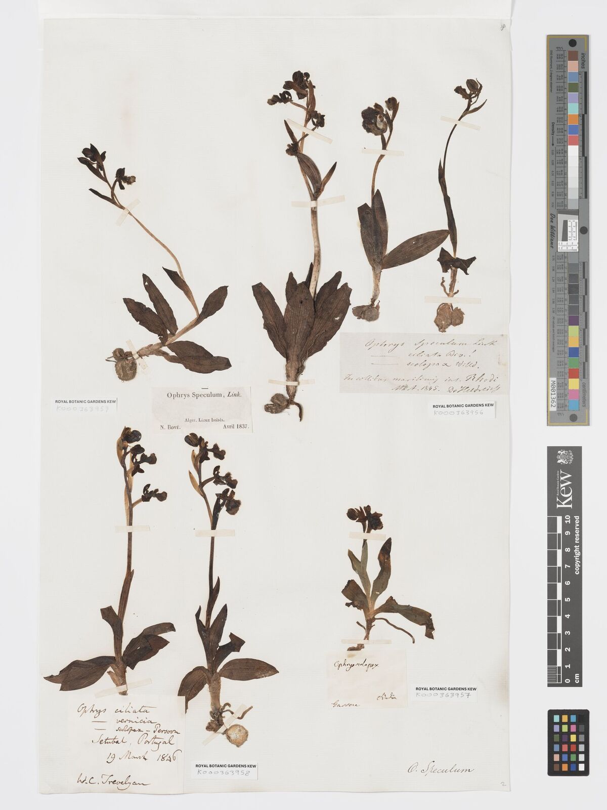 Kew Gardens K000363958:  Trevelyan, W.C. [s.n.] Portugal