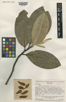 Kew Gardens K000470009:  Steyermark, J., A. [75840] Venezuela