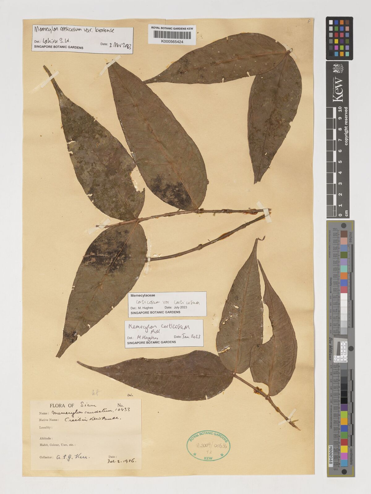 Kew Gardens K000565424:  Kerr, A.F.G. [10433] Thailand