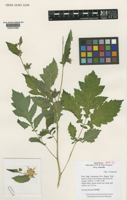 Kew Gardens K000372885:  Dostert, N. [98/80C] Peru