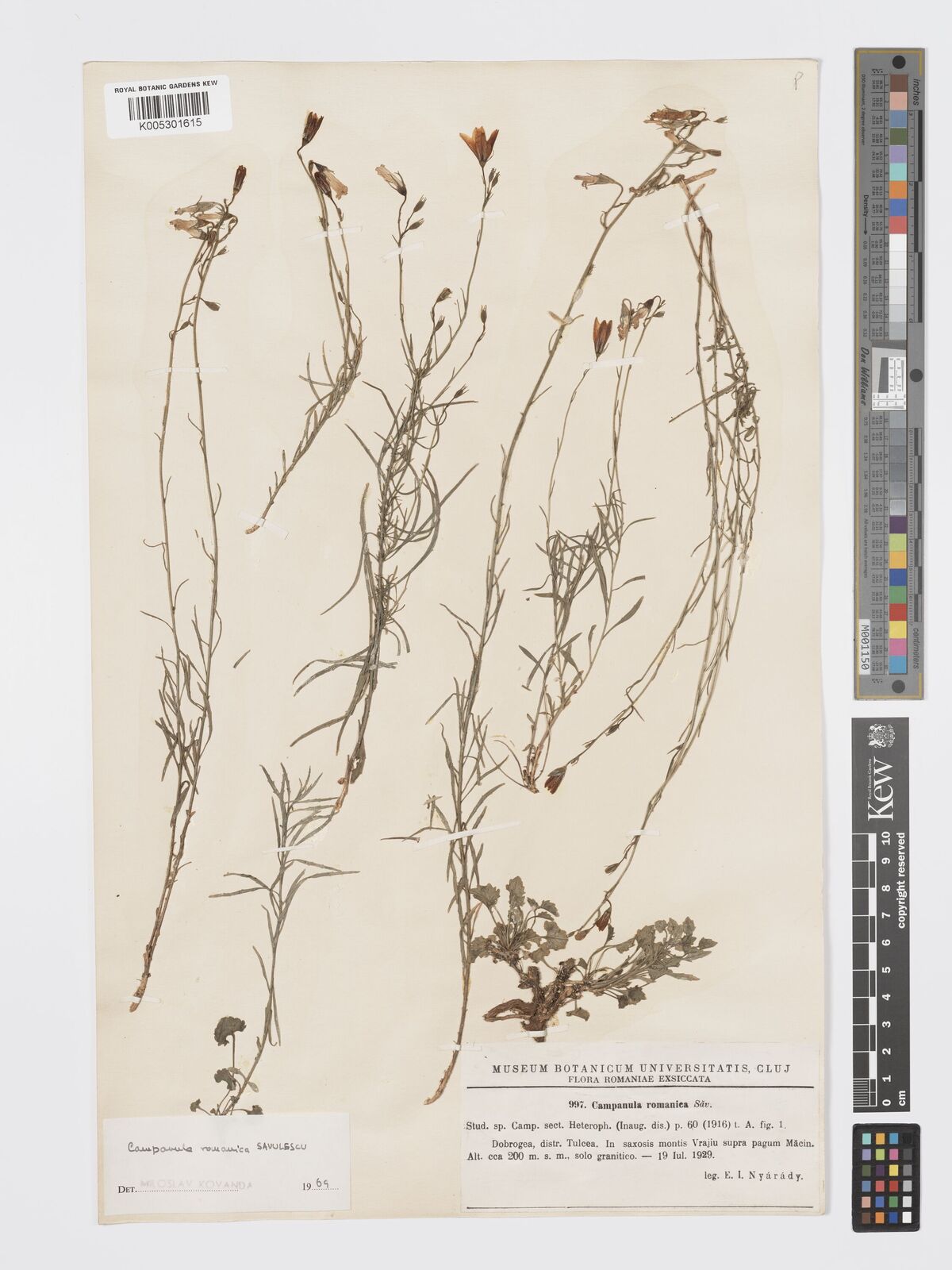 Campanula romanica