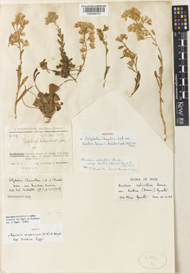 Kew Gardens K000898153:  Bornmüller, J.F.N. [1217] Iraq