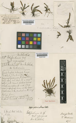 Kew Gardens K000575589:  Mitchell [s.n.] Belize