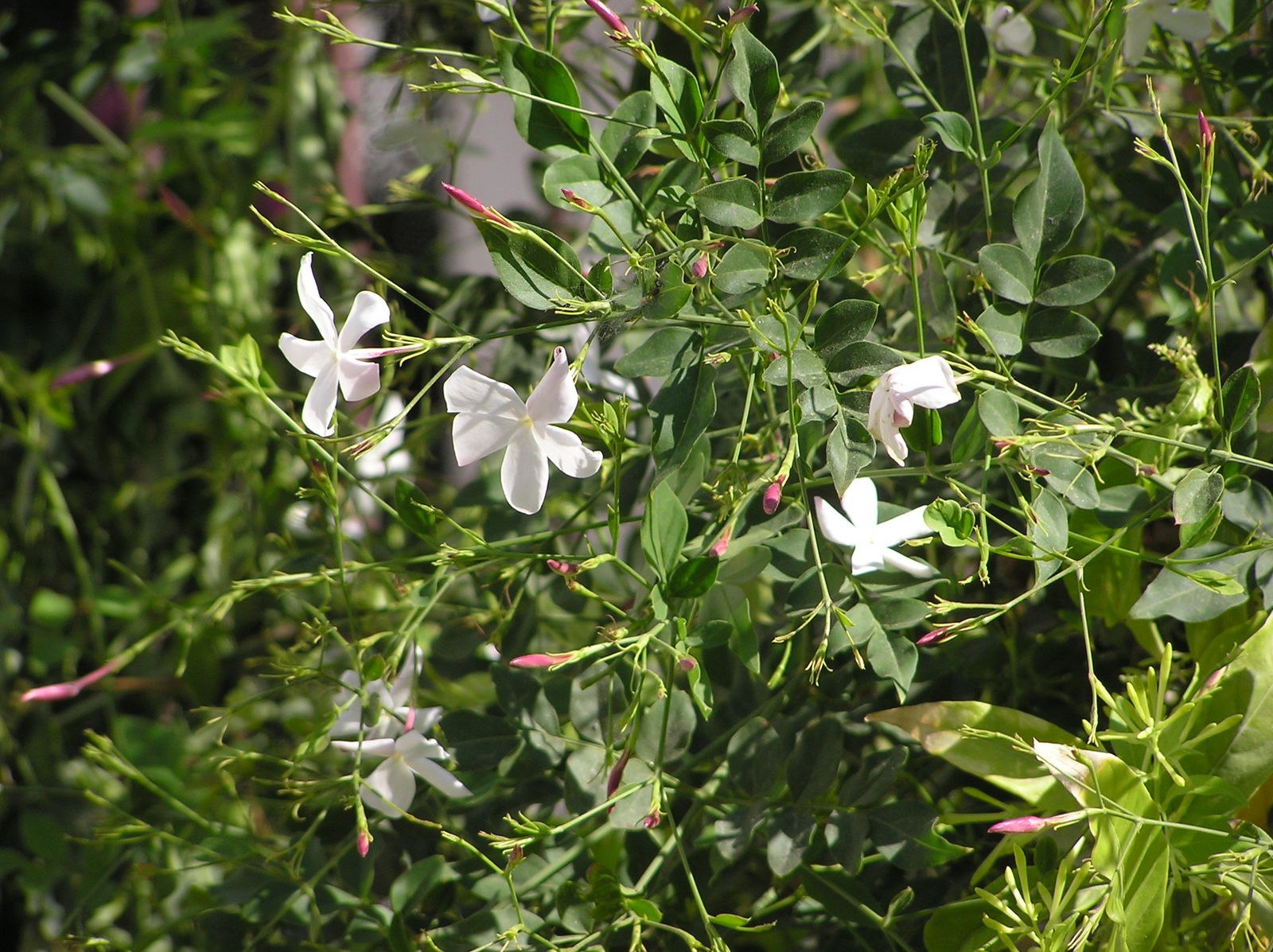 Jasminum polyanthum Franch.   Plants of the World Online   Kew Science