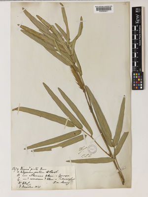 Kew Gardens K000858911:  s.coll. [5674]