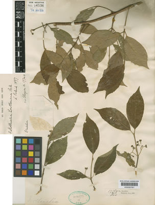 Kew Gardens K000587901:  Glaziou, A.F.M. [17764] Brazil