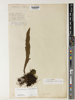 Kew Gardens K000547954:  s.coll. [3183] Indonesia