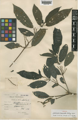 Kew Gardens K000741281:  Ridley, H.N. [14145] Malaysia