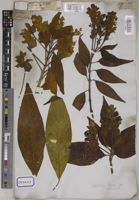 Kew Gardens K001115964:  s.coll. [Cat. no. 2434]