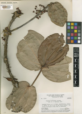 Kew Gardens K000329624:  Maguire, B.; Maguire, C.K. [61846] Colombia
