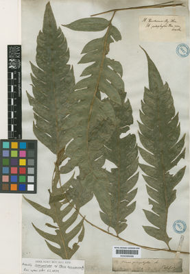 Kew Gardens K000589399:  Poeppig [s.n.] Peru