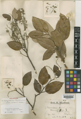 Kew Gardens K000671411:  Lewis, F. [s.n.] Sri Lanka