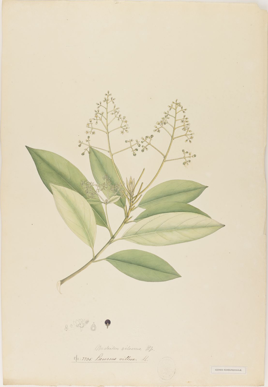 Machilus macranthus var. glaucescens