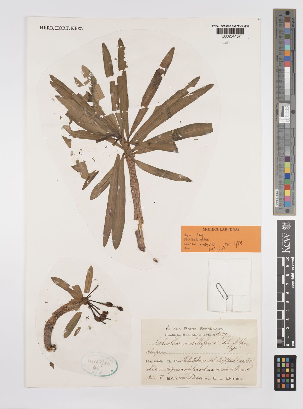 Kew Gardens K000254157:  Ekman, E. [4089] Dominican Republic