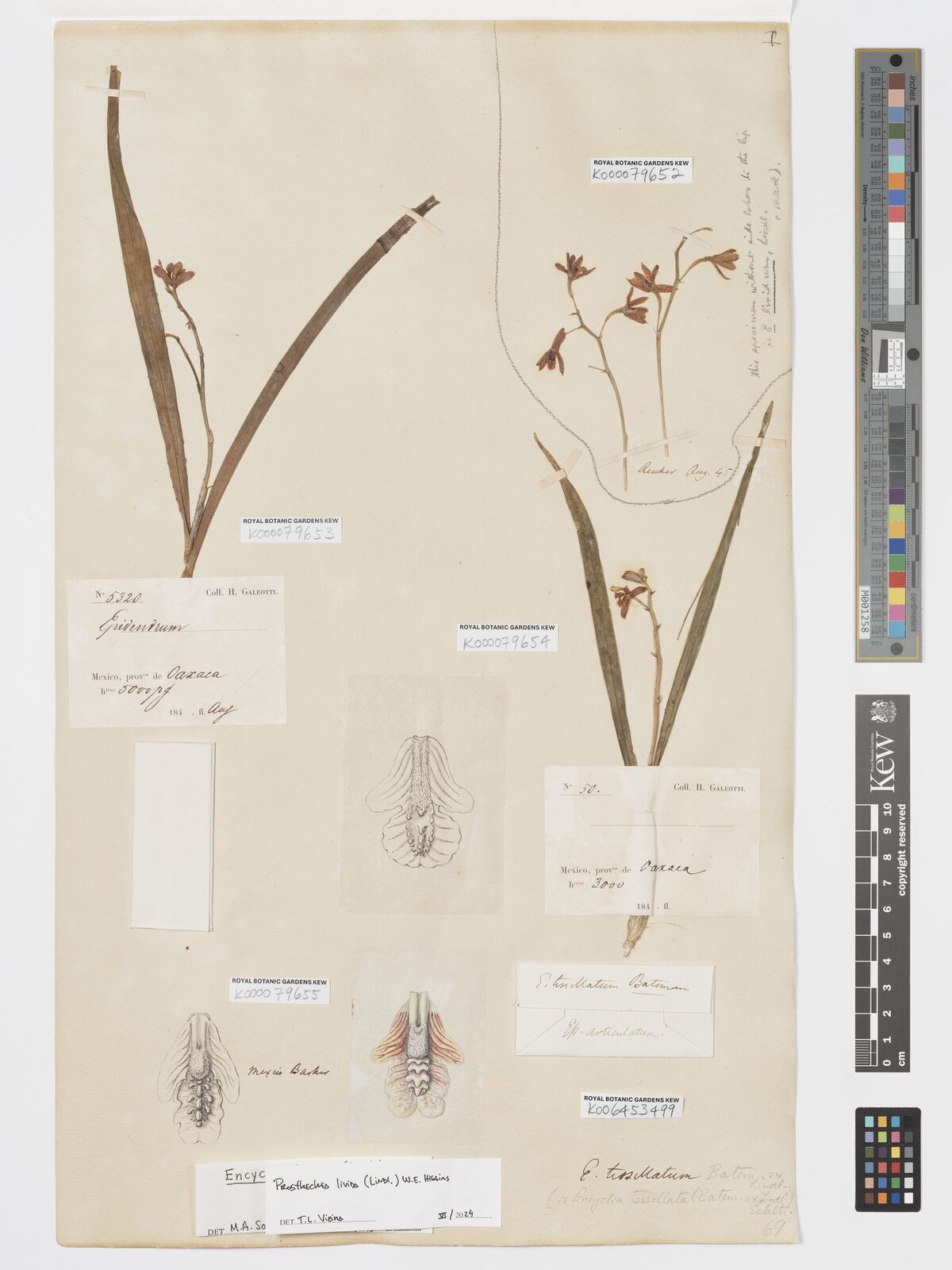 Kew Gardens K000079654:  Galeotti, H.G. [50] Mexico