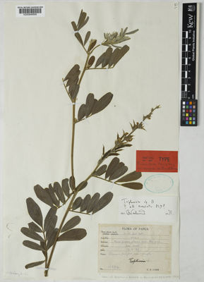 Kew Gardens K000848899:  Carr, C.E. [11372] Papua New Guinea