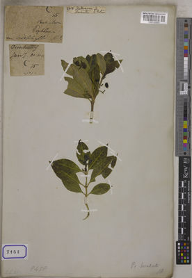 Kew Gardens K001125551:  Noton, E. [Cat. no. 8458] India