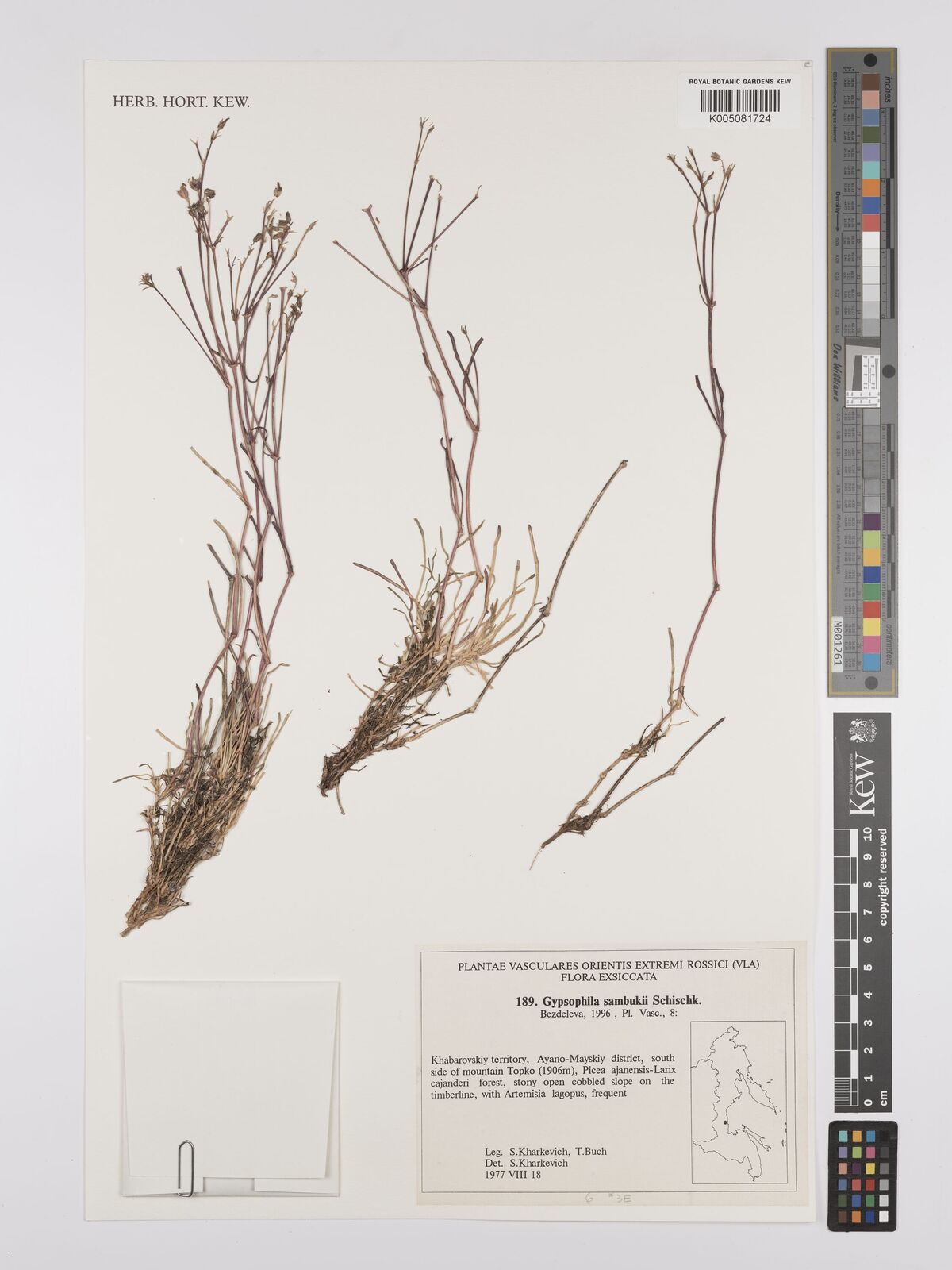 Gypsophila sambukii