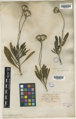 Kew Gardens K000843744:  s.coll. [1485] India