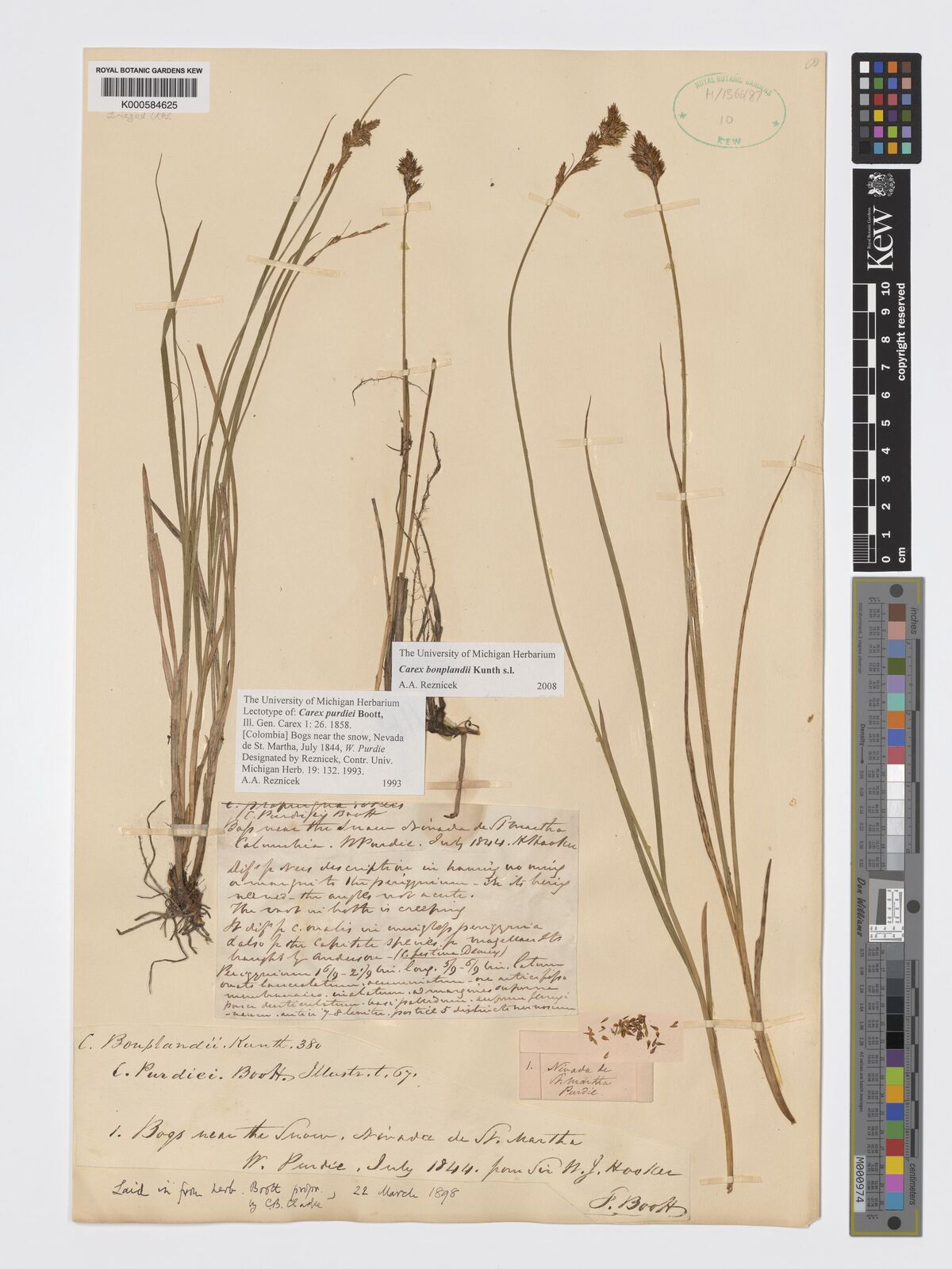 Kew Gardens K000584625:  Purdie, W. [s.n.] Colombia