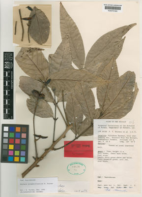 Kew Gardens K000701522:  Stevens, P.F. [LAE58188] Papua New Guinea