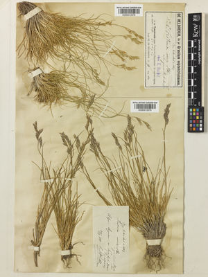 Kew Gardens K000912879:  Hackel, E. [880]