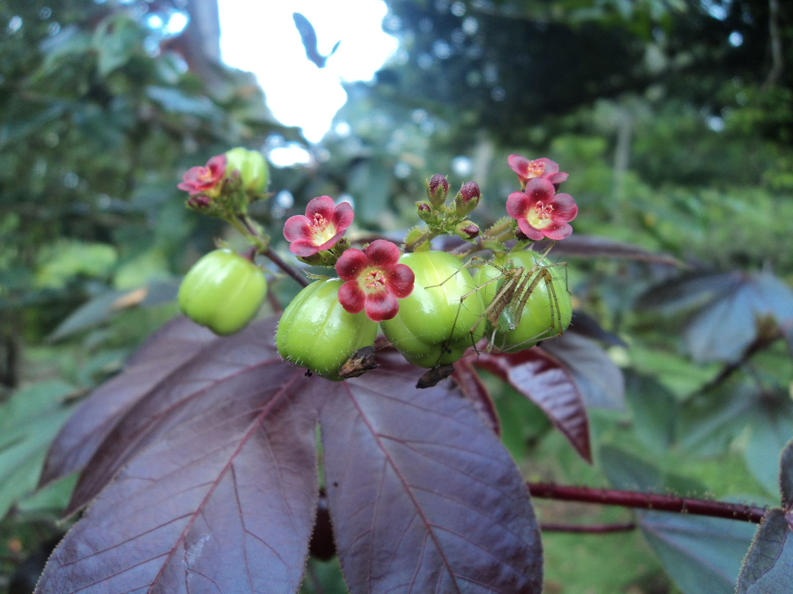 Jatropha gossypiifolia – Wikipédia, a enciclopédia livre