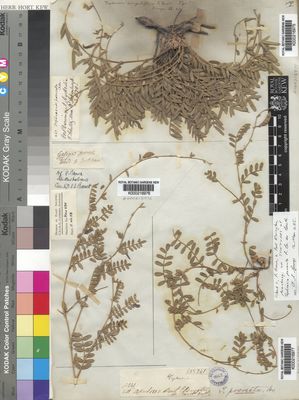 Kew Gardens K000216976:  Brown, R. [s.n.] Australia