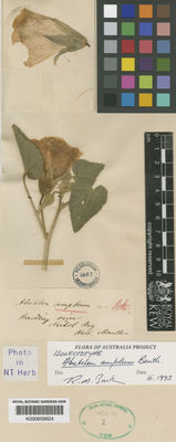 Kew Gardens K000659624:  Mueller, F. [s.n.] Australia