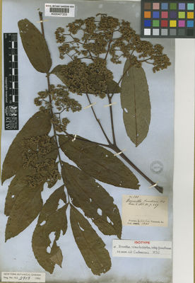 Kew Gardens K000407203:  Funck, N.; Schlim, L.J. [141] Venezuela