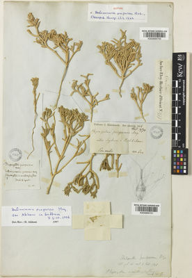 Kew Gardens K000899700:  Aucher-Eloy, P.M.R. [2777] Iran