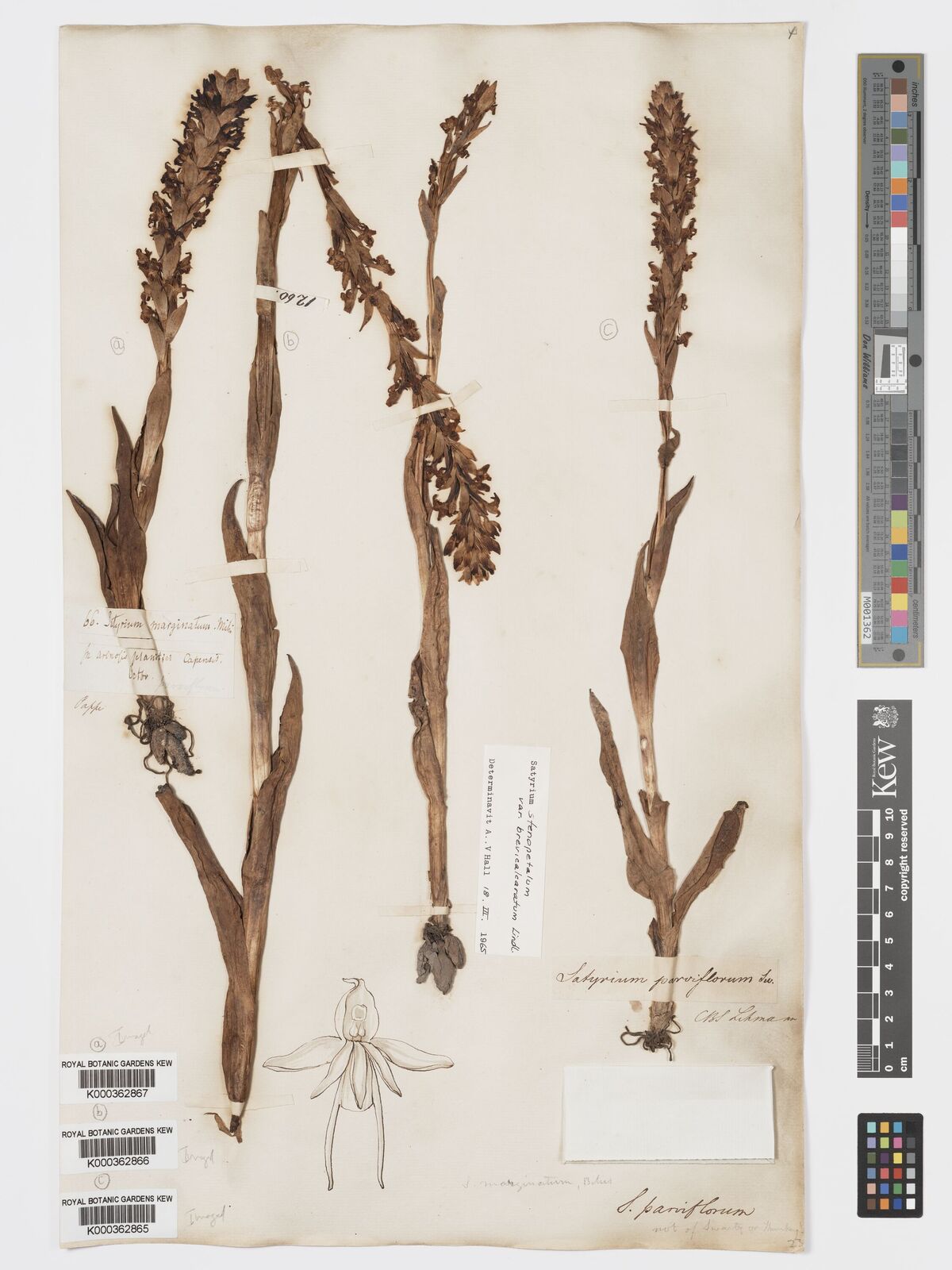 Kew Gardens K000362866:  unknown [1260]
