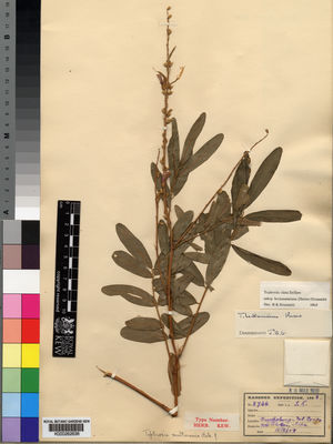 Kew Gardens K000262636:  Kassner [2736] Congo, Republic of the