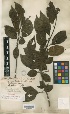 Kew Gardens K000669479:  s.coll. [4328] Nepal