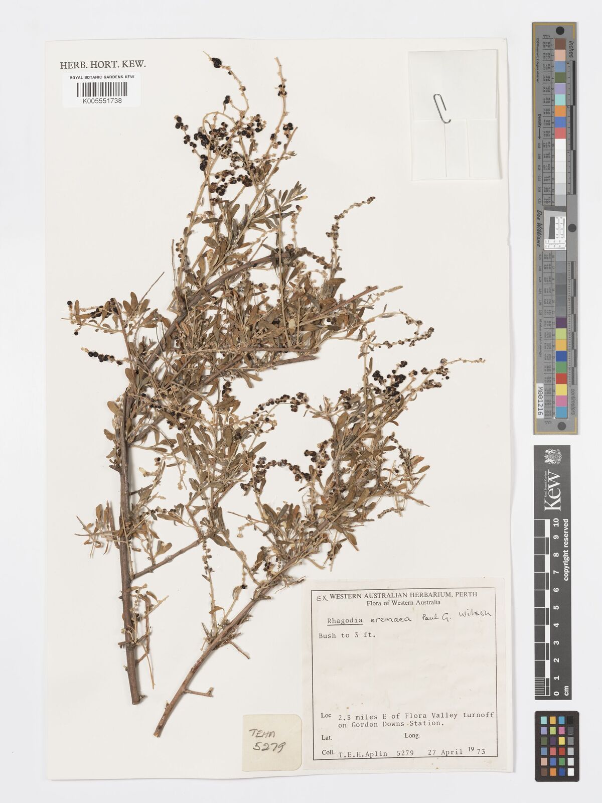 Rhagodia eremaea