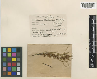 Kew Gardens K000806555:  Fitzgerald, W.V. [s.n.] Australia