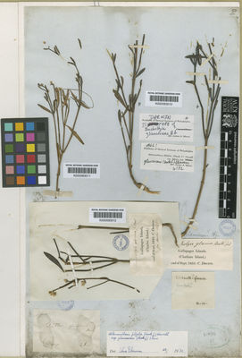 Kew Gardens K000583012:  Darwin, C. [s.n.] Ecuador