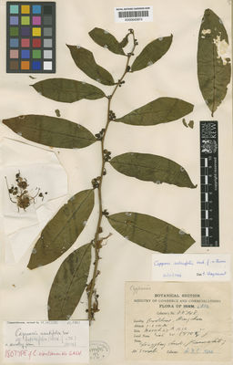 Kew Gardens K000643974:  Kerr, A.F.G. [20748] Laos