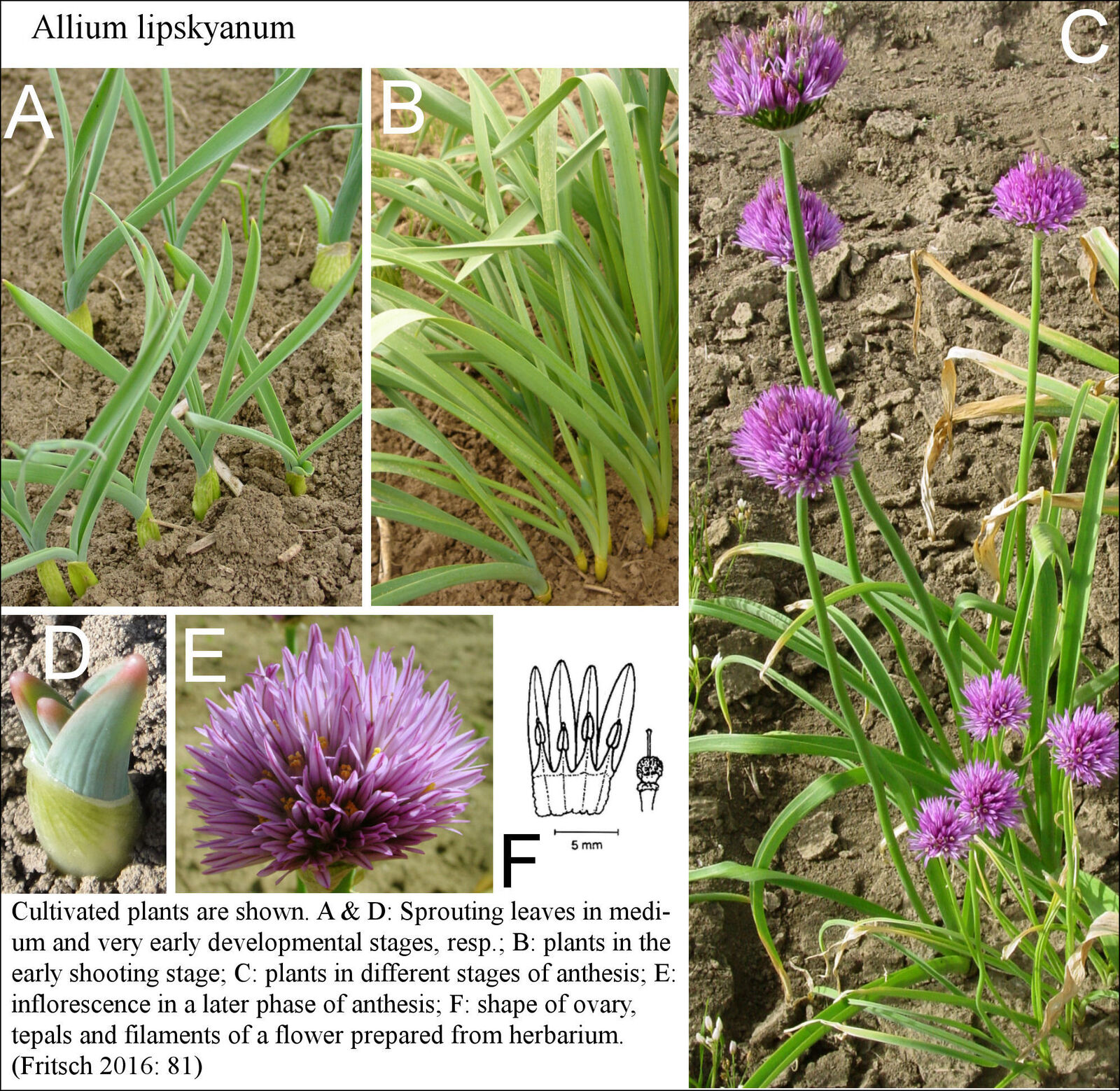Allium lipskyanum
