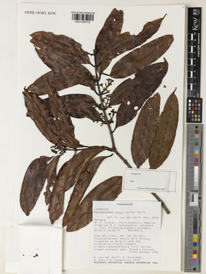 Kew Gardens K001089722:  van der Werff, H.H.; Malcomber, S.T.; Gray, B.; Rapanarivo, S. [12747] Madagascar