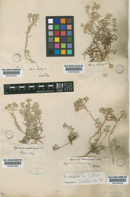 Kew Gardens K000484825:  Tineo [s.n.] Italy