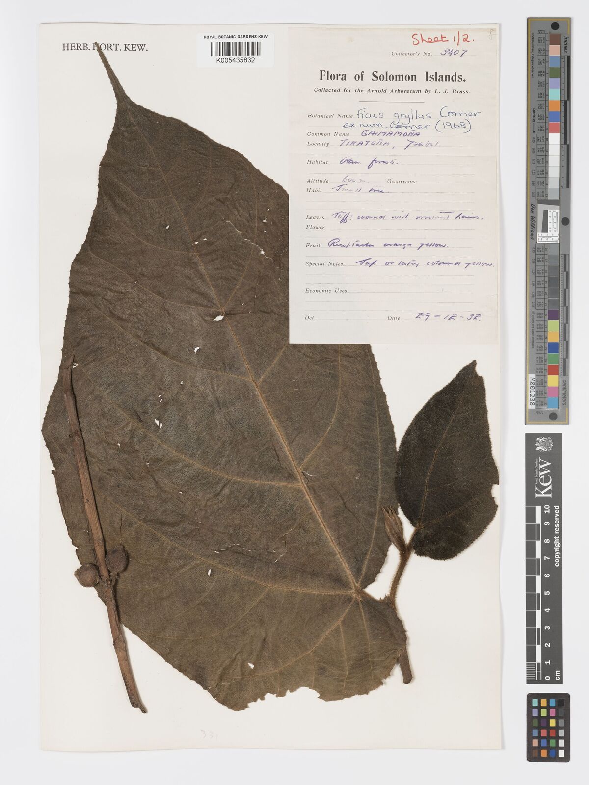 Ficus gryllus