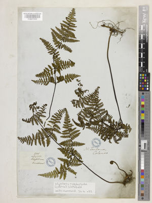 Kew Gardens K000913959:  Colenso, W. [1781] New Zealand