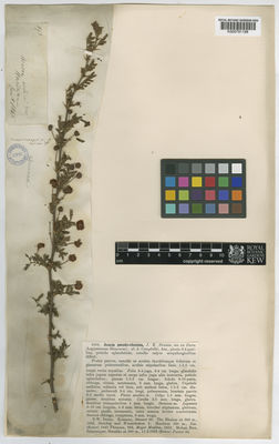 Kew Gardens K000791198:  Thomson, T. [893] India