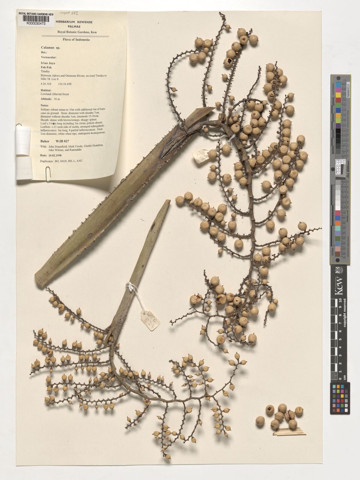 Kew Gardens K000030473:  Baker, W.J.; Dransfield, J.; Coode, M.; Heatubun, C.; Joko Witono; Ransuddin [WJB827] Indonesia