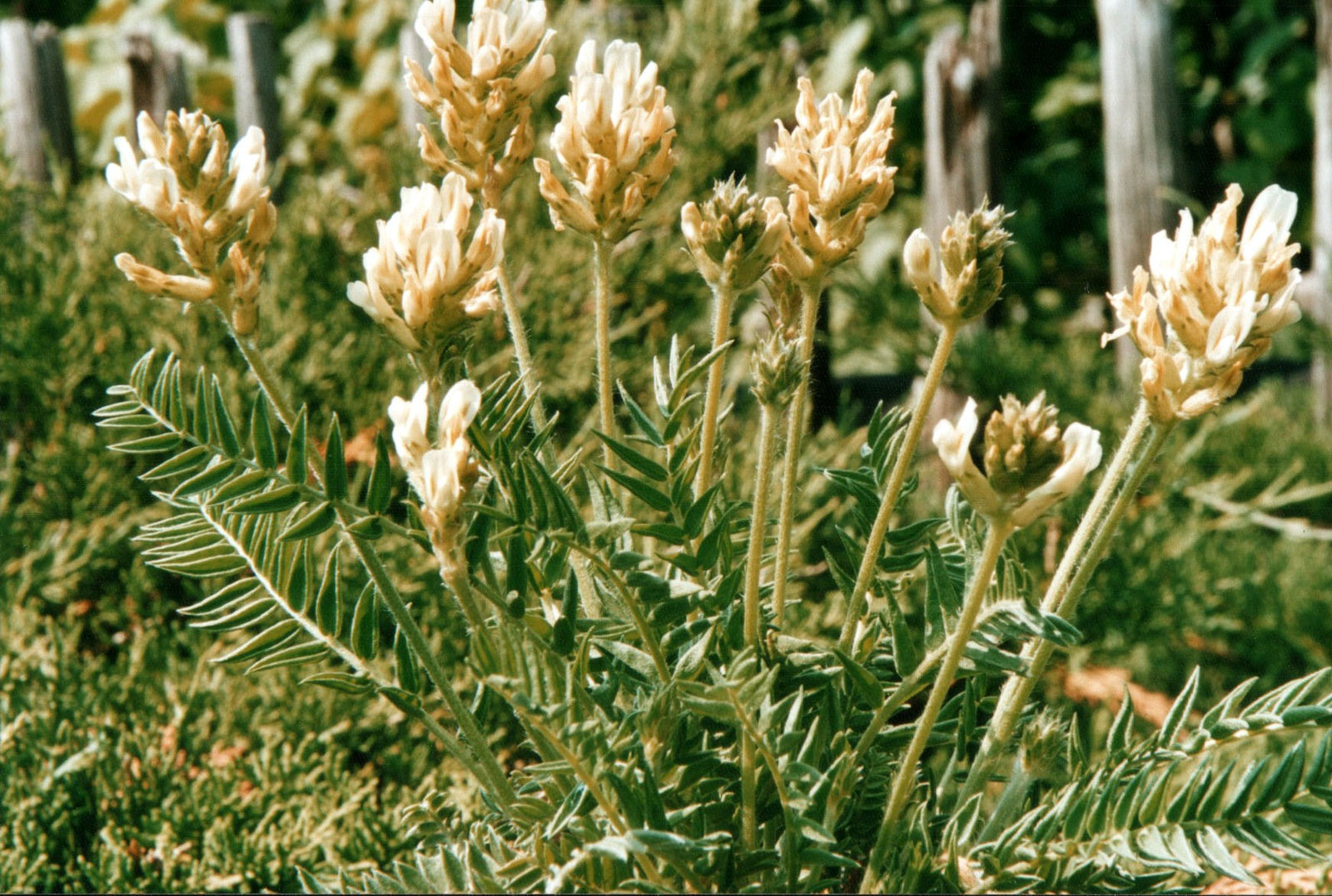 Oxytropis Campestris Subsp. Campestris | Plants Of The World Online ...