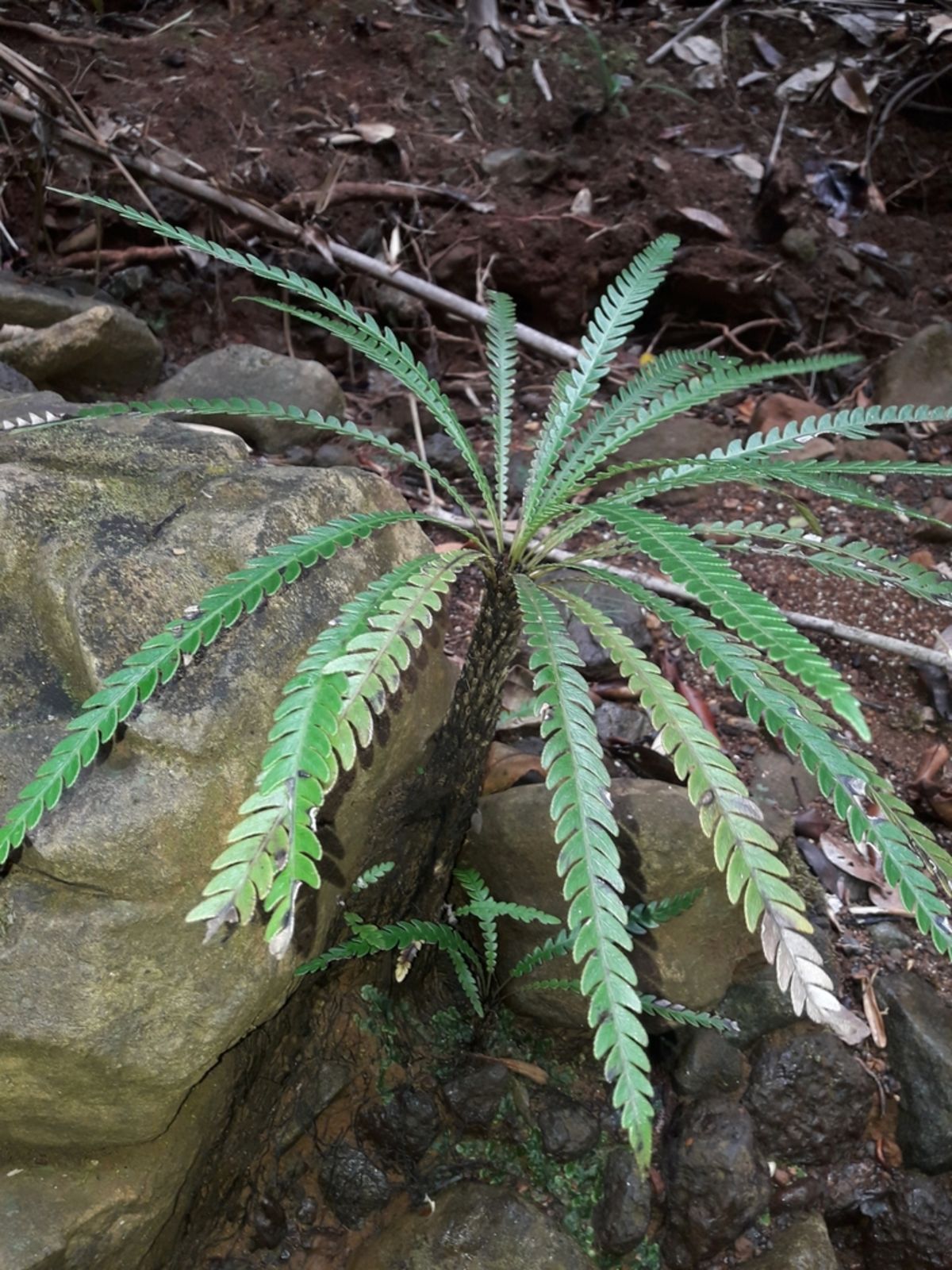 Blechnum obtusatum (Labill.) Mett. | Plants of the World Online