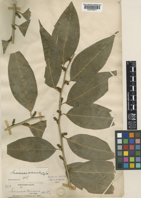 Kew Gardens K000768273:  s.coll. [2650] India