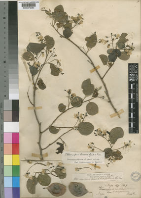 Kew Gardens K000379384:  Barter [s.n.] Nigeria