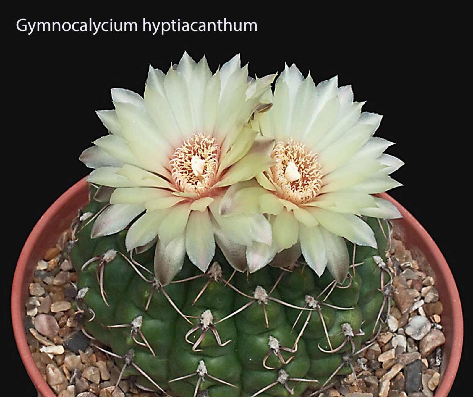 Gymnocalycium hyptiacanthum